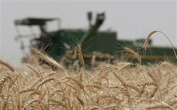 خرید قیمت تضمینی محصولات کشاورزی تداوم دارد