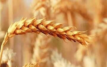 نرخ پیشنهادی جدید خرید گندم؛ چالش‌ها و نیازها