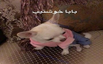 تصاویر دروازه بان سابق استقلال و سگش جنجالی شد