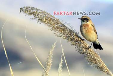 محسن عباسی‌فرد- ایرج الیاسی دالاهو