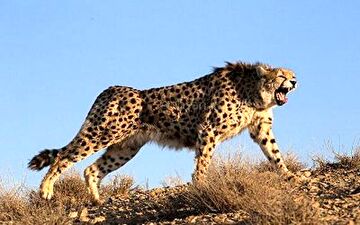 شکار دیدنی خرگوش توسط یوزپلنگ ایرانی در جاجرم + فیلم