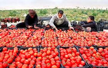 
پیش بینی نماینده مجلس از بازار گوجه فرنگی / امروز گوجه فردا پیاز ! 