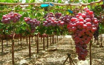 ‍ پرداخت تسهیلات به باغداران برای ایجاد باغ‌های انگور ایستاده و داربستی