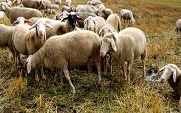 قیمت گوسفند در ایران 3 برابر کشورهای همسایه است!