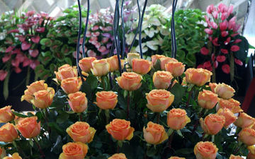 چرا می‌گویید گل نخرید؟
