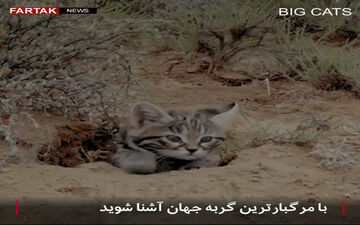 گربه ملوس؛ مرگبارترین گربه جهان را بشناسید + فیلم