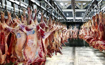 قیمت گوشت گوسفندی و گوساله ۳۰ تا ۵۰ هزار تومان ارزان شد | جدیدترین قیمت دام زنده و گوشت گوساله