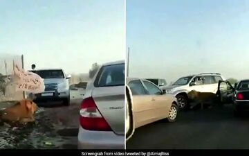 وحشت رانندگان از پرسه شیر سرگردان در جاده! +فیلم