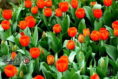  باغ ایرانی  بوستان  لاله های رنگین 