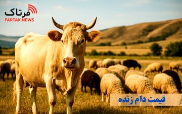 قیمت دام زنده امروز ۱۵ خرداد ۱۴۰۵ / گوسفند زنده کیلویی چند شد؟