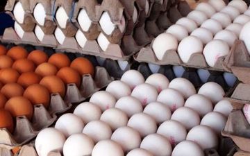 
قیمت هر شانه تخم‌ مرغ چند؟
