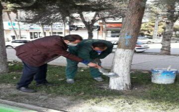 اندودکاری درختان شهر با ترکیبی از سموم آفت کش، چسب چوب و کائولن صورت میگیرد