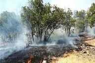 مهار آتش‌سوزی باغی در بلوار چمران شیراز 