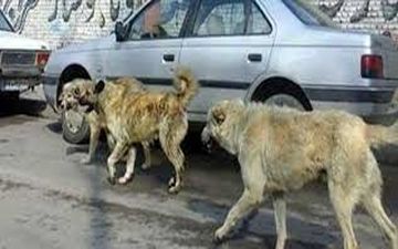 12 شهروند مرندی خوراک 2 سگ هار شدند