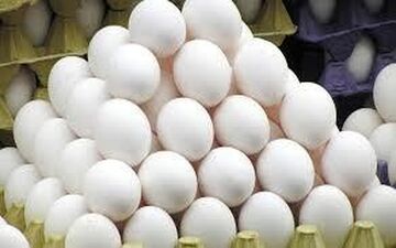 علت کاهش قیمت تخم‌مرغ چه بود؟ 