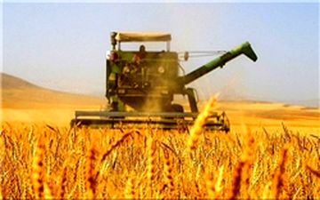 قاچاق پیاز زعفران در سایه غفلت مسئولان/یک بام و دوهوای نرخ خرید تضمینی گندم 