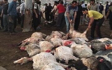 تلف شدن ۱۰۵ رأس گوسفند در اثر برخورد صاعقه