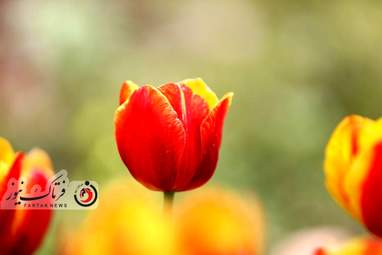  باغ ایرانی  بوستان  لاله های رنگین 