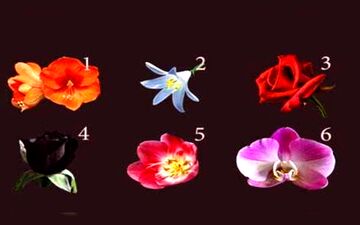 می‌خوای بدونی احساساتت چی بهت میگه؟ یک گل را انتخاب کن تا بهت بگم!