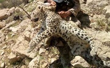 فیلمی فوق العاده دیدنی درگیری پلنگ و جوجه تیغی! 