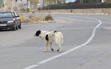 سگ ولگرد حادثه رقم زد /پنج نفر در تبریز راهی بیمارستان شدند