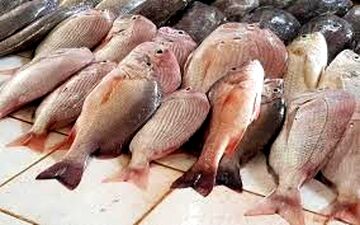 قیمت ماهی در میادین و بازارهای میوه و تره بار اعلام شد