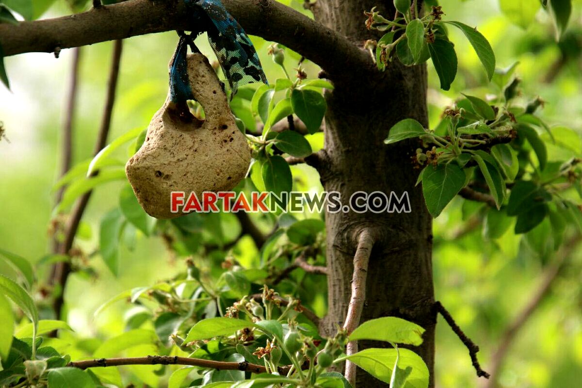 تگرگ در گهواره