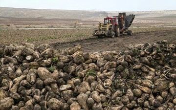  برداشت‌ چغندرقند از 4303 هکتار از اراضی شهرستان کرمانشاه تا پایان آبانماه