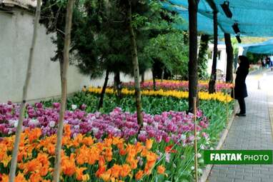 گزارش تصویری از پیاده راه لاله برای مادران 