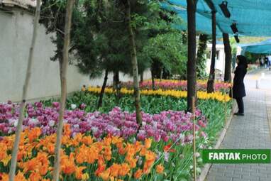 گزارش تصویری از پیاده راه لاله برای مادران 