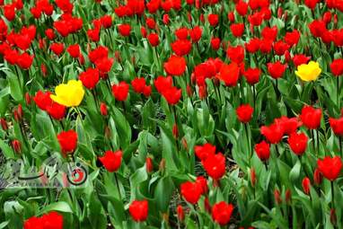  باغ ایرانی  بوستان  لاله های رنگین 