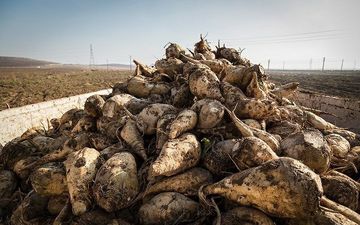 کشاورزان قصرشیرین کار برداشت چغندر قند را آغاز کردند