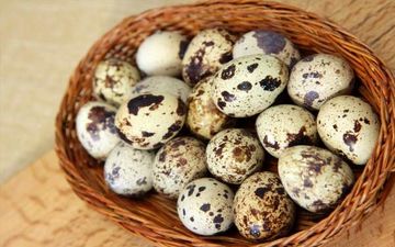 فواید بی شمار تخم بلدرچین