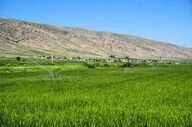 ۷۵ درصد اراضی سامانه گرمسیری به مردم تحویل داده شد/خرید ۶۸۱ هزار تن گندم از کشاورزان کرمانشاهی 