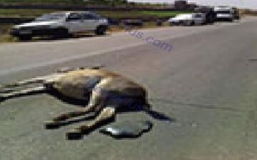 تصادف MVM با یک الاغ!/ الاغ تلف شد +عکس