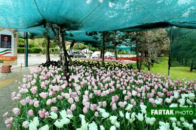 گزارش تصویری از پیاده راه لاله برای مادران 