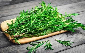 فواید گیاه رزماری و شیوه تکثیر آن 