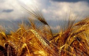 بعد از بحران مرغ و گوشت نوبت گندم رسید؟
