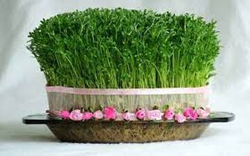 مدل های مختلف برای سبزه عید نوروز