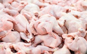 
سونامی افزایش قیمت مرغ در راه است / قیمت جوجه یک روزه به 11 هزار تومان رسید
