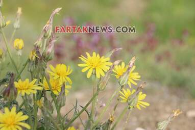 محسن عباسی‌فرد- ایرج الیاسی دالاهو