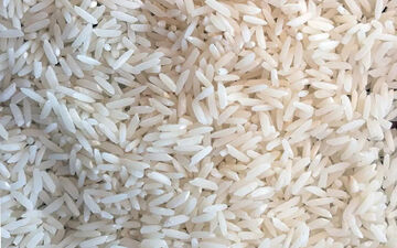 روش های پیشگیری و از بین بردن شپشک برنج