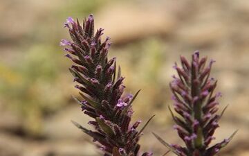 خواص معجزه‌آسای این گیاه در بهار