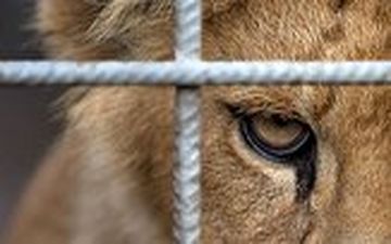 حمله شیر به یک مرد از داخل قفس