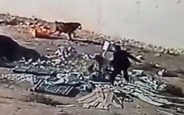 سگی که صاحبش را از چنگال سگ ولگرد نجات داد + فیلم 