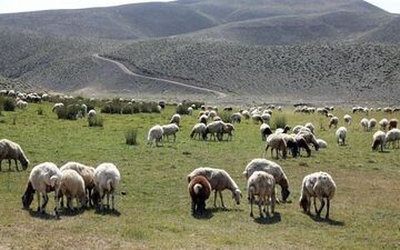  در آینده‌ای نزدیک عشایر منطقه مغان ساماندهی می‌شوند