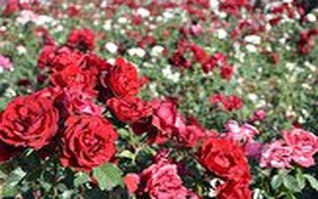 تولید گل رز در دل کویر 