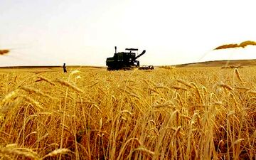 مدیر جهاد کشاورزی اندیمشک:
۱۹۴ هکتار از گندمزارهای اندیمشک طعمه حریق شدند