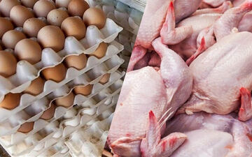 یک پیش بینی نگران کننده؛ قیمت مرغ به چقدر می رسد؟