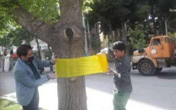 
 برای اولین بار در شهر کرمانشاه تله رنگی جایگزینی برای سموم شیمیایی در کنترل آفات